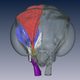 Model of a Myrmoteras trap-jaw ant’s musculature based on micro-CT scanning. Image: Fredrick Larabee, Smithsonian